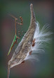 Texas Unicorn mantis on milkweed pod