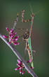 Texas Unicorn mantis on spring branch