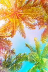 Colorful photo of the sky and palm trees view from below, vintage tropical summer background