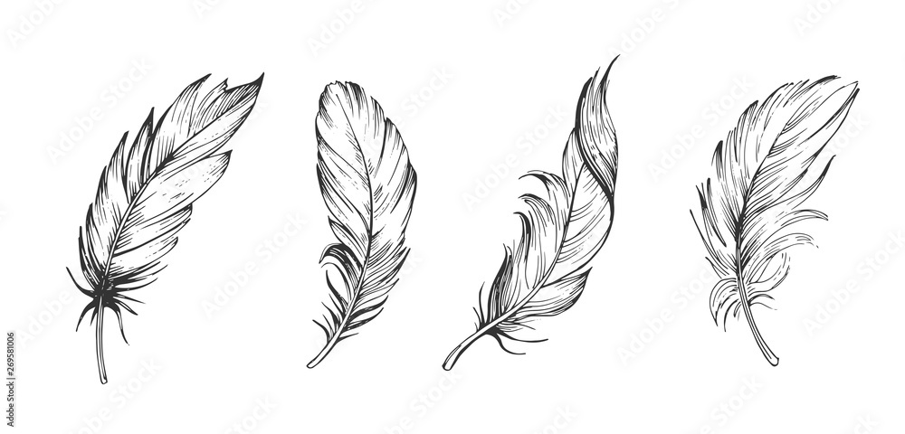Set of bird feathers. Hand drawn illustration converted to vector. Outline with transparent background - obrazy, fototapety, plakaty 