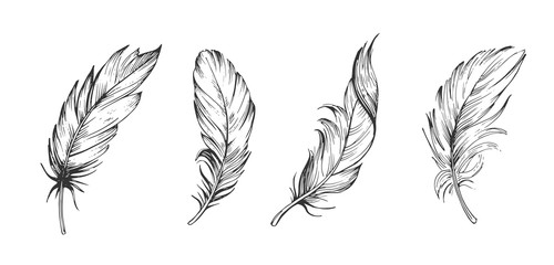 Wall Mural - set of bird feathers. hand drawn illustration converted to vector. outline with transparent backgrou