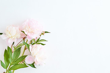 Wall Mural - flat lay composition with light pink peonies on a white background