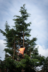 Poster - Tree surgeon hanging from ropes in the crown of a tree using a chainsaw to cut branches down. The adult male is wearing full safety equipment.