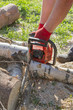 © Viktoriya09 - Cut the logs with a chainsaw to prepare firewood