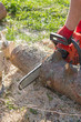 © Viktoriya09 - Cut the logs with a chainsaw to prepare firewood