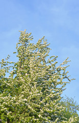 Wall Mural - Blossoming bird cherry tree.