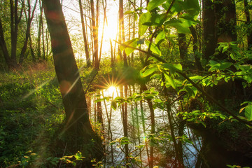 Wall Mural - Forest. River in green forest jungle. Summer green nature landscape with bright sun.