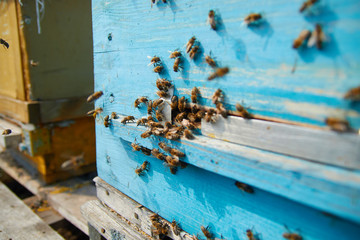 Close up of flying bees. Wooden beehive and bees. Plenty of bees at the entrance of old beehive in apiary. Working bees on plank. Frames of a beehive. 