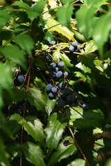 Canvas Print - Japanese mahonia fruits