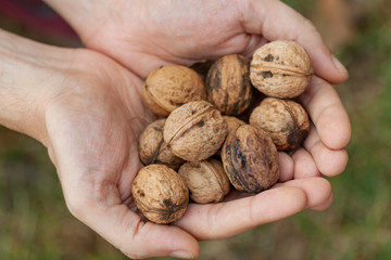 two hands holding wallnuts