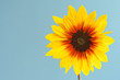 sunflower isolated on blue sky background