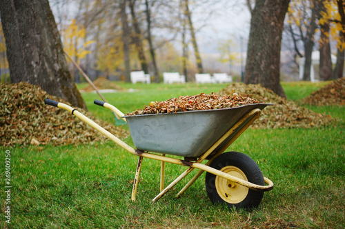 Fotomural Wheelbarrow full of yellow fallen leaves