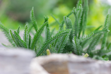 Wall Mural - Very young green leaves of milfoil in spring