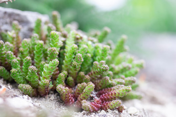 Green sprouts of sedum growing between stones