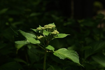 Sticker - Hydrangea flowers begin to bloom