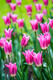 Fototapeta Tulipany - elegant bright pink tulips on a flower bed
