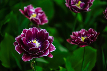 Wall Mural - multi-leaved lush purple tulips close-up