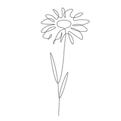 Wall Mural - Chamomile flower isolated on white background line drawing vector illustration