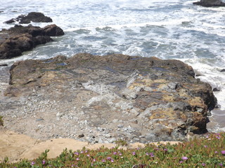 Tide Pool