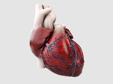 3d Illustration Of Anatomy Of Human Heart Isolated On Gray