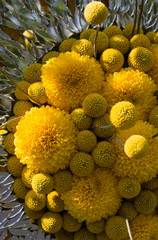 Wall Mural - Bouquet of yellow chrysanthemums