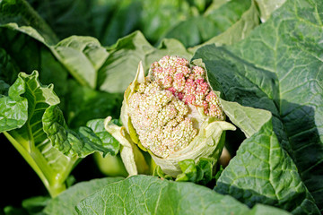 rhubarb plant with flower bud in garden