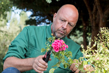Man Trimming Dead Geranium Flowers With Scissors