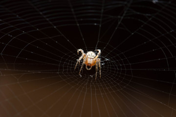 spider on web