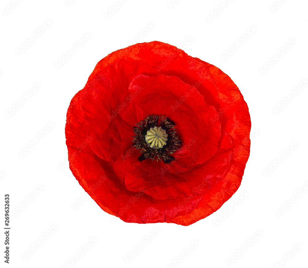 Bright red poppy flower isolated on white, top view - obrazy, fototapety, plakaty 