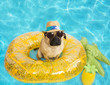 Cute pug dog floating in a pool on a pineapple floaty wearing a panama hat and sunglasses
