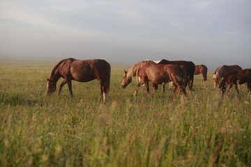 horses grazing in field