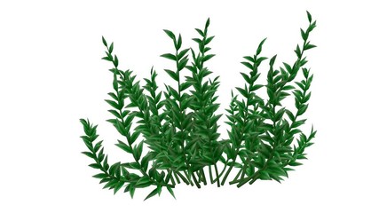 3d rendering of a growing realistic plant isolated on white background