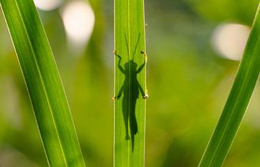 Wall Mural - Grasshopper behind the grass leaf