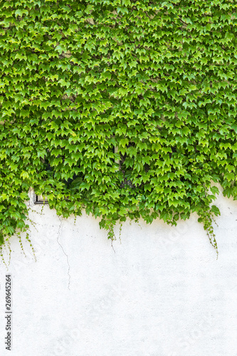 250 408 Grass Wall Green Wall Murals Canvas Prints Stickers Wallsheaven