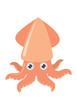 cartoon squid on white background, vector