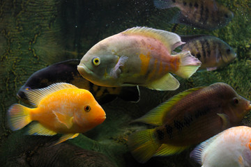 large aquarium fish in the aquarium