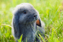 Little Cute Rabbit (bunny) Sitting In The Grass