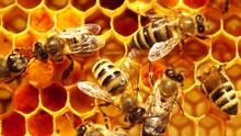 Worker Bees On Honeycombs Macro. Honey Comb With Pollen, Honey And Nectar. Extracting Honey