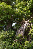 Fototapeta  - 緑豊かなガジュマルの木
