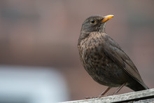 Female Blackbird Sitting On The Fence