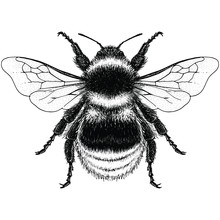 Illustration Of A Garden Bumblebee (bombus Hortorum)