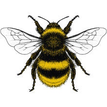 Bumblebee Illustration