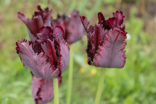 Tulip 'black Parrot' , Beautiful Burgundy Tulip, Spring Flower