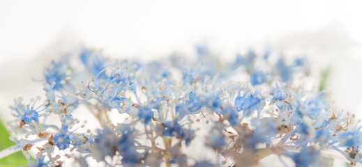 lacecap hydrangea (hydrangea macrophylla f. normalis) macro_02