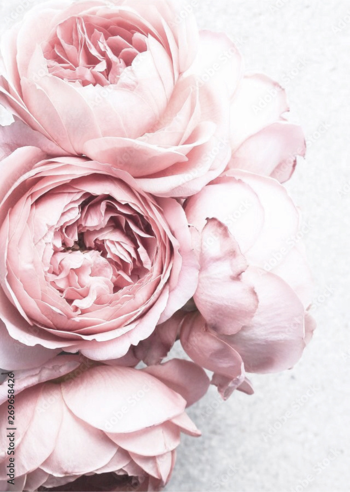 pink white peony flowers - obrazy, fototapety, plakaty 