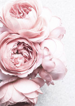 Pink White Peony Flowers