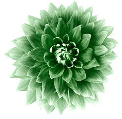 green flower dahlia on a white background isolated with clipping path. closeup. big flower for desig