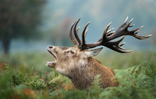Red Deer Stag Roaring In Autumn