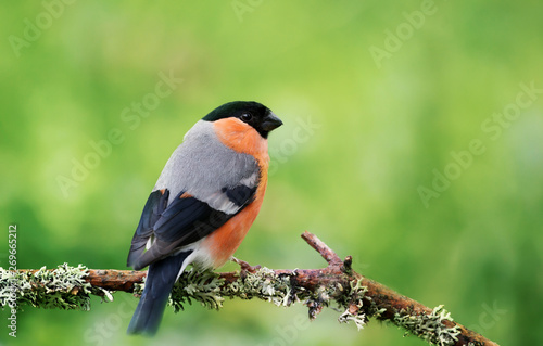 Fotografía Eurasian bullfinch perched on a mossy branch