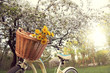 bottle of wine and flowers in a bicycle basket, under a flowering fruit tree in the park. picnic spring weekend
